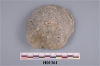 藏品(偏口蛤)的圖片